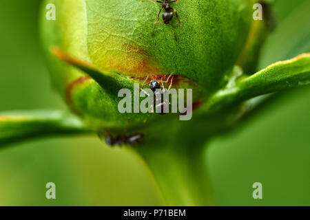 Regentropfen sind auf die weiße Pfingstrose Knospe sichtbar. Ameisen kriechen auf dem BUD. Marco, Natur, Blumen, Russland, Moskau, Shatura. Unblown weiße Pfingstrose Stockfoto