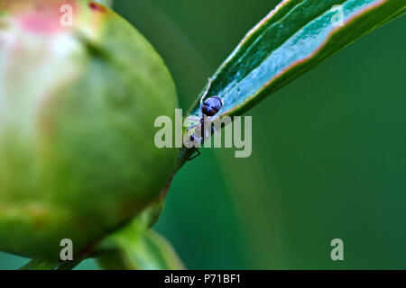 Regentropfen sind auf die weiße Pfingstrose Knospe sichtbar. Ameisen kriechen auf dem BUD. Marco, Natur, Blumen, Russland, Moskau, Shatura. Unblown weiße Pfingstrose Stockfoto