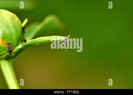 Regentropfen sind auf die weiße Pfingstrose Knospe sichtbar. Ameisen kriechen auf dem BUD. Marco, Natur, Blumen, Russland, Moskau, Shatura. Unblown weiße Pfingstrose Stockfoto