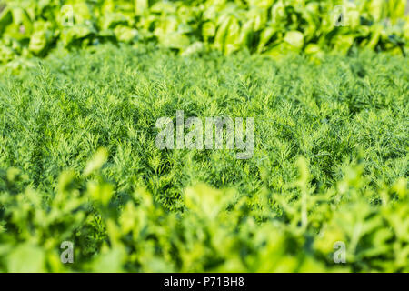 Petersilie salat Dill close-up Hintergrund Stockfoto
