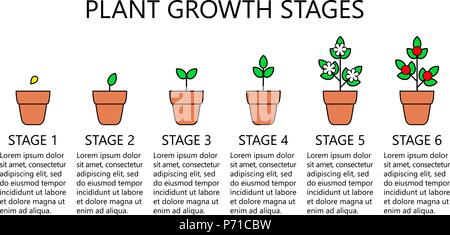 Das Wachstum von Pflanzen Stadien Infografiken. Line Art Symbole. Bepflanzung Anweisung Vorlage. Linearen Abbildung auf weißen isoliert. Pflanzen Früchte, vegetab Stock Vektor