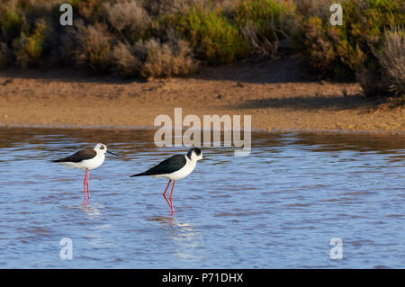 Zwei schwarz-geflügelte Stelzenläufer (Himantopus himantopus) an Estanyets de Can Marroig Salt Marsh in Ses Salines Naturpark (Formentera, Balearen, Spanien) Stockfoto