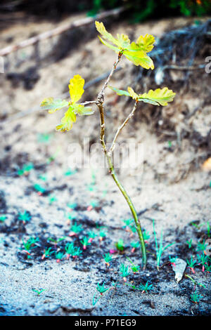 Junge Eiche Sämling im Wald gewachsen Stockfoto