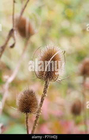 Dipsacus fullonum. Karde seedheads in der Landschaft. Stockfoto