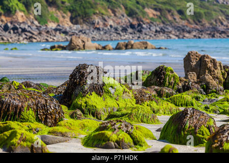 Felsen am Meeresufer in Seetang bedeckt Stockfoto