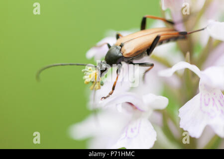 Ein Mustachioed Käfer sitzt auf den Blütenstand einer Orchidee Stockfoto
