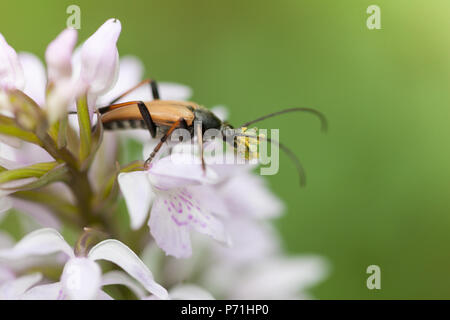 Ein Mustachioed Käfer sitzt auf den Blütenstand einer Orchidee Stockfoto