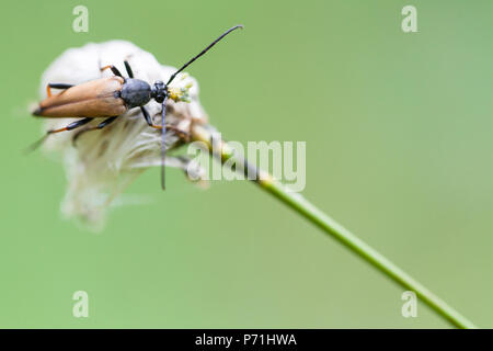 Ein Mustachioed Käfer sitzt auf dem Hasen-tail Wollgras Stockfoto