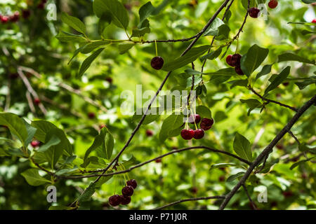 Organische roten Kirschen, auf Bäumen in Usbekistan Stockfoto