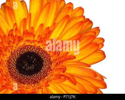 Rote und gelbe Gerbera Nahaufnahme Detail isoliert auf Weiss. Stockfoto