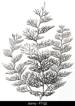 Englisch: Sertularia argentea Linnaeus, 1758, Kolonie. Von Kunstformen der Natur (1904), Schild 25:Sertulariae. 19 Januar 2013, 10:54:03 76 Sertularia argentea, Haeckel Stockfoto