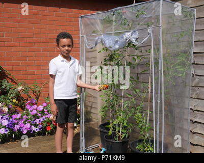 Junge auf und hielt seine reife Tomaten in einem Gewächshaus aus Kunststoff Stockfoto