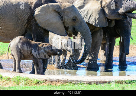 Farbe outdoor wildlife Bild des Trinkens von Elefanten und Babys Trinkwasser aus einem Teich im hellen Sonnenschein in Südafrika Stockfoto