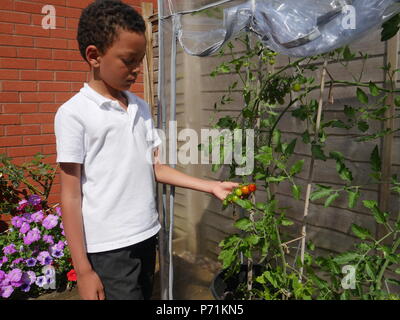 Junge auf und hielt seine reife Tomaten in einem Gewächshaus aus Kunststoff Stockfoto