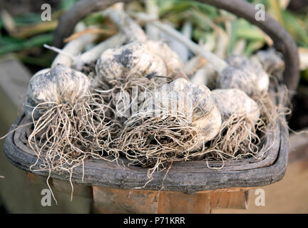 Frisch gegraben, Knoblauch Zwiebeln in einem trug Stockfoto