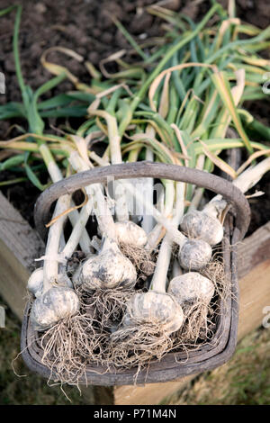 Frisch gegraben, Knoblauch Zwiebeln in einem trug Stockfoto