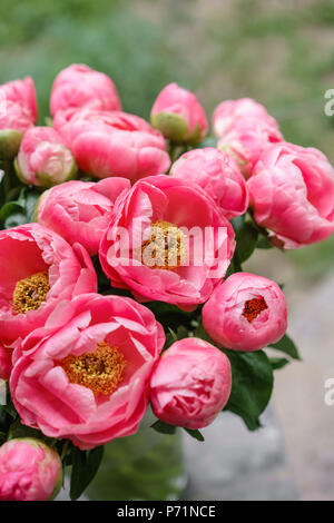 Rosa Pfingstrosen. Schönen Sommer Bouquet. Florale Komposition. Tapete. Schöne Blumen im Glas Vase. Stockfoto