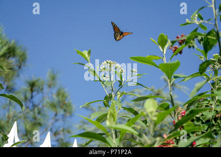 Eine südliche Monarch (Danaus erippus) Schmetterling fliegt über eine Bitterleaf Baum (Gymnanthemum extensum) Blumen, Asuncion, Paraguay Stockfoto