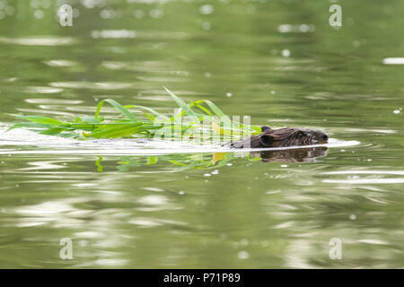 Ein Nordamerikanischer Biber (Castor canadensis) Schwimmen mit Essen in seinen Mund zurück zu Ihrer Lodge. Stockfoto