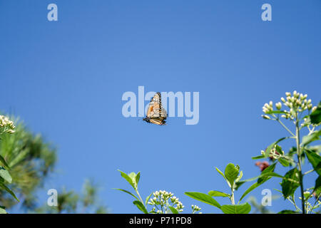 Eine südliche Monarch (Danaus erippus) Schmetterling fliegt über eine Bitterleaf Baum (Gymnanthemum extensum) Blumen, Asuncion, Paraguay Stockfoto