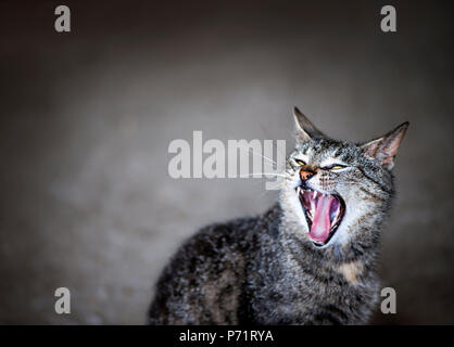 Graue Katze miaut oder Gähnen mit Mund weit geöffnet auf grauem Hintergrund und kopieren Raum Stockfoto