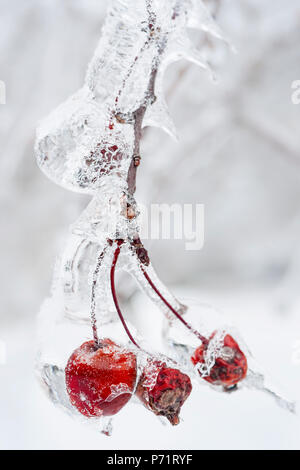 Drei rote Holzäpfel auf AST Eis eingefroren, im Winter, Nahaufnahme Stockfoto