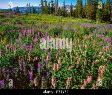 Blaue Lupine, Lupinus angustifolius, Horsemint, Agastache urticifolia, Pferde, Wiese, Emigrant Wilderness, Stanislaus National Forest, Sierra Nevada Moun Stockfoto