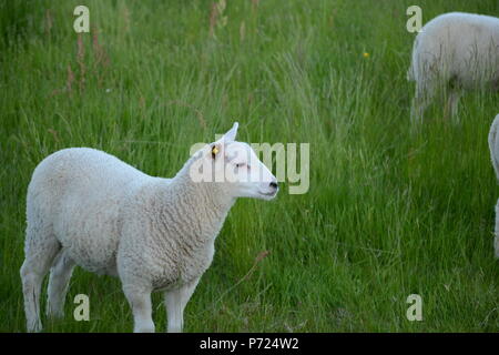 Schafe Stockfoto