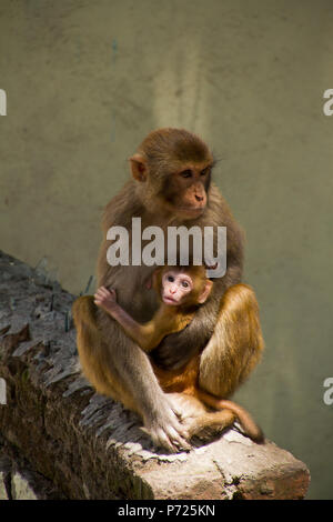 Affen der Swayambhunath Monkey Tempel, Kathmandu, Nepal, Asien Stockfoto