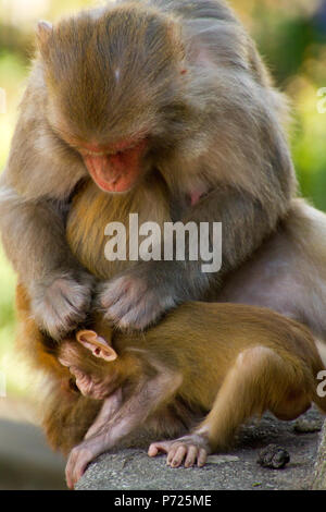 Affen der Swayambhunath Monkey Tempel, Kathmandu, Nepal, Asien Stockfoto