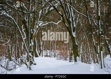 Eine winterliche Szene in einem Wald am Stadtrand von Lennoxtown, während einer Pause im Blizzard Bedingungen gefangen, East Dunbartonshire, Schottland, Großbritannien Stockfoto