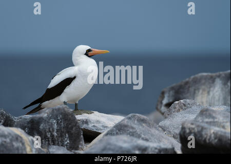 Nazca Tölpel (Masked booby) (Sula dactylatra granti), Punta Suarez, Espanola Island, Galapagos Inseln, UNESCO-Weltkulturerbe, Ecuador Stockfoto