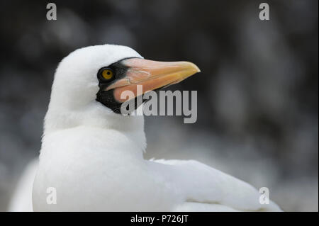 Nazca Tölpel (Masked booby) (Sula dactylatra granti), Punta Suarez, Espanola Island, Galapagos Inseln, UNESCO-Weltkulturerbe, Ecuador Stockfoto