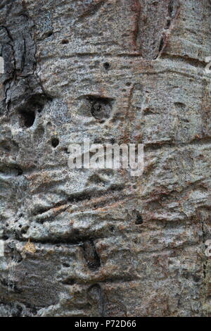 Schöne Rinde des Baobab Baum Stockfoto