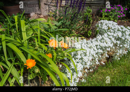 Garten Blumen - studentenblume (Tagetes), Schnee-auf-den-Berg (Euphorbia marginata) - in voller Blüte im Sommer, England, UK. Stockfoto