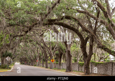 St. Augustine, Florida - Magnolia Avenue, die zu Ponce de Leon's Jungbrunnen. Stockfoto