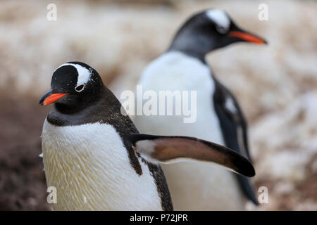 Eselspinguine (Pygoscelis papua), Gonzalez Videla, Waterboat Point, Paradise Bay, Antarktis, Polargebiete Stockfoto