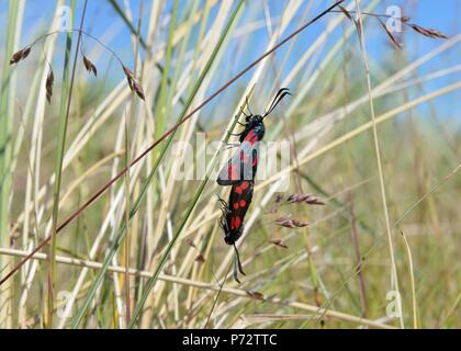 Sechs spot Burnet Motten (Zygaena Filipendulae) in den entsprechenden Prozess von Kurs Gras im Norden von Schottland, Großbritannien, Europa hängenden verbunden Stockfoto