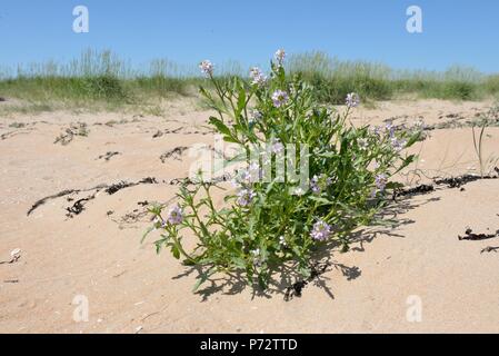 Ein Büschel des Meer-Rakete (Cakile maritima) in Sand auf Dornoch Strand im Nordosten von Schottland, Großbritannien, Europa wächst Stockfoto