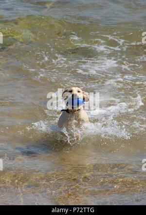 Ein golden retriever genießen Sie eine Abkühlung und Spielen im Meer bei Embo während der Hitzewelle 2018 in Sutherland, Schottland, Großbritannien Stockfoto