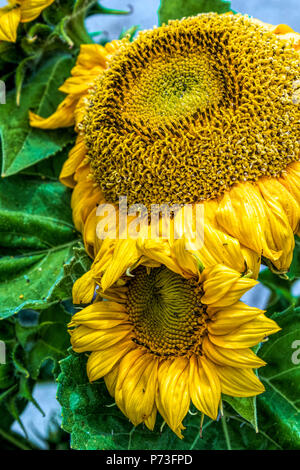 Sonnenblume im Frühjahr - Los Angeles, Kalifornien, USA Stockfoto