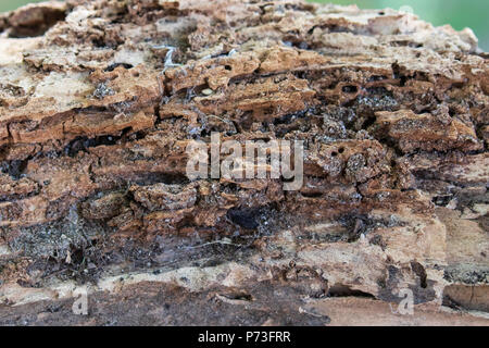 White Orchid Tree verrottete Root mit Termiten Schäden Stockfoto