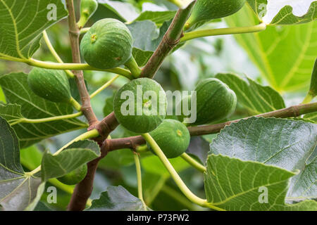 Abb. Frucht wächst am Baum - Ficus Carica Stockfoto