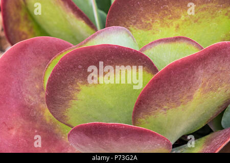 Rote und grüne saftige-Paddel Anlage, Rot Pfannkuchen, Flapjack, Wüste Kohl - Kalanchoe luciae Stockfoto