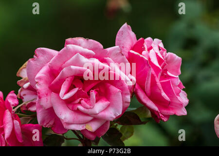 Red Rose Blumen Stockfoto