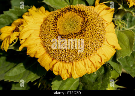 Sonnenblume im Frühjahr - Los Angeles, Kalifornien, USA Stockfoto