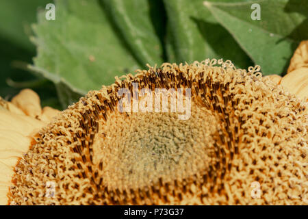 Sonnenblume im Frühjahr - Los Angeles, Kalifornien, USA Stockfoto