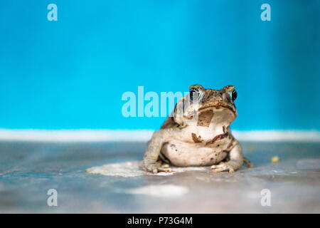 Porträt eines Frosches vor Licht blaue Wand an einem Haus, El Remate, Guatemala, Mittelamerika Stockfoto