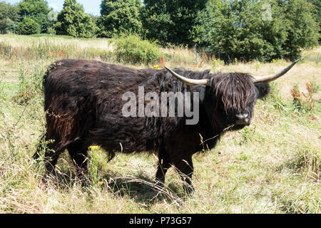 Highland Kuh zu Fuß durch und Suchen auf die Kamera Stockfoto