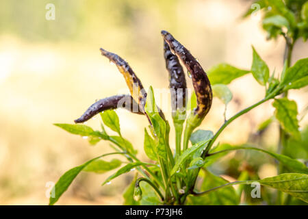 CAPSICUM FRUTESCENS LINN (VOGEL, Chili, Chili) eine bunte Karen Paprika, beide Reifen orange oder Junge grünlich mit langen Obst Terminal. zusammen kleben Stockfoto